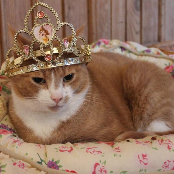 Ginger-Gold