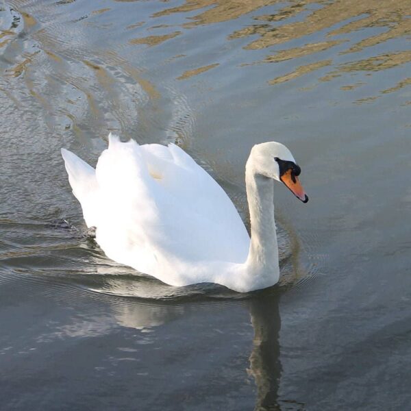 Swan-White-Wood-Paint-Thorndown