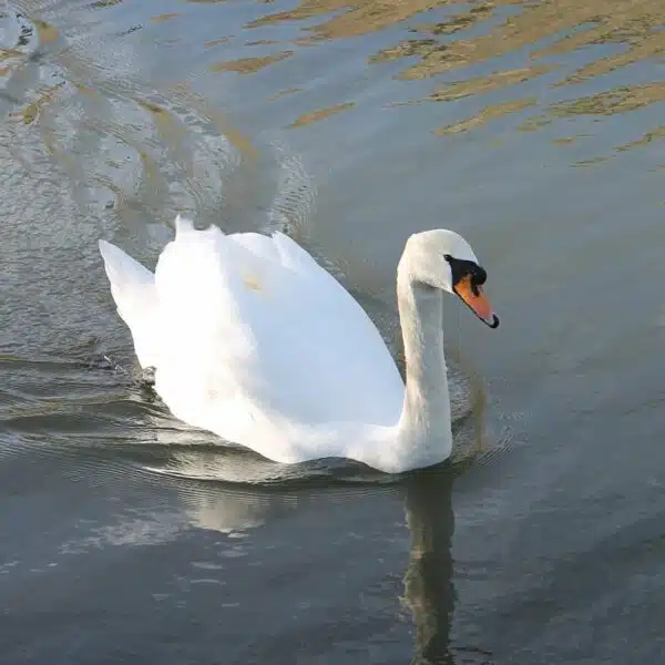 Swan-White-Wood-Paint-Thorndown