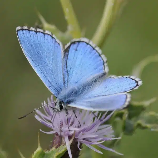 Adonis-Blue