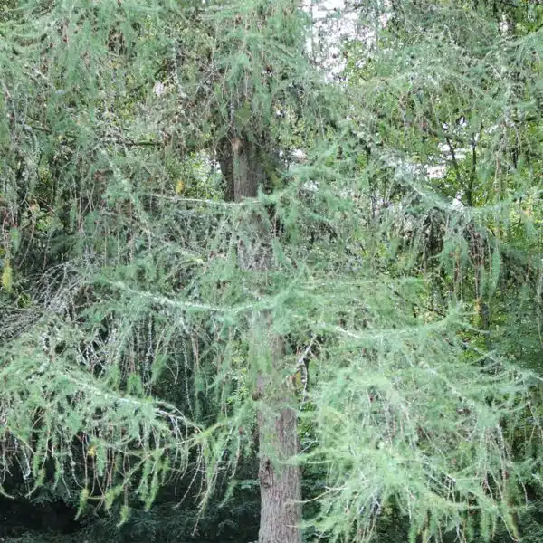 Ash-tree