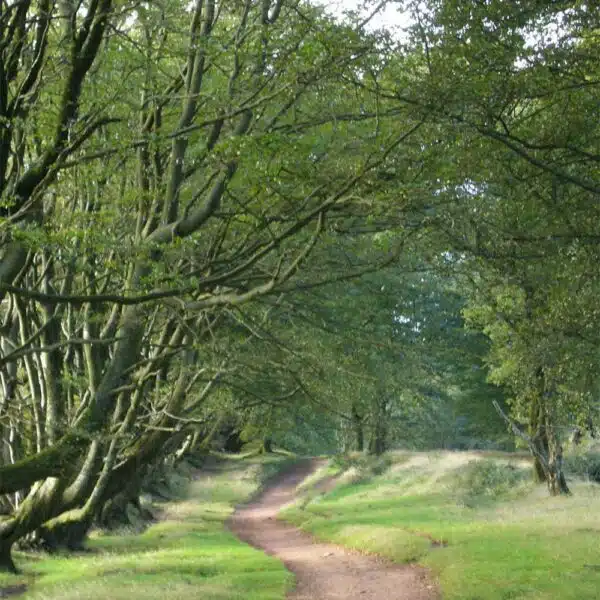 Beech