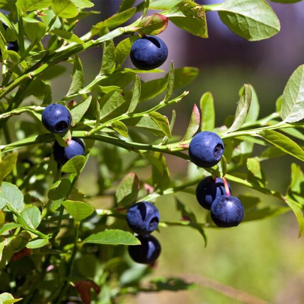 Bilberry-Blue