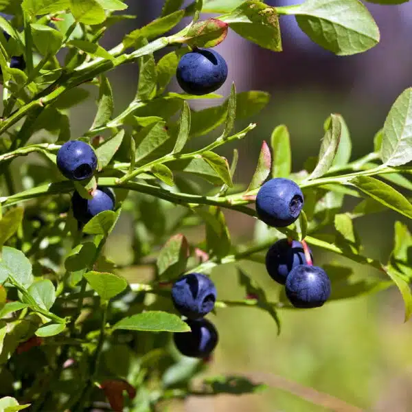 Bilberry-Blue