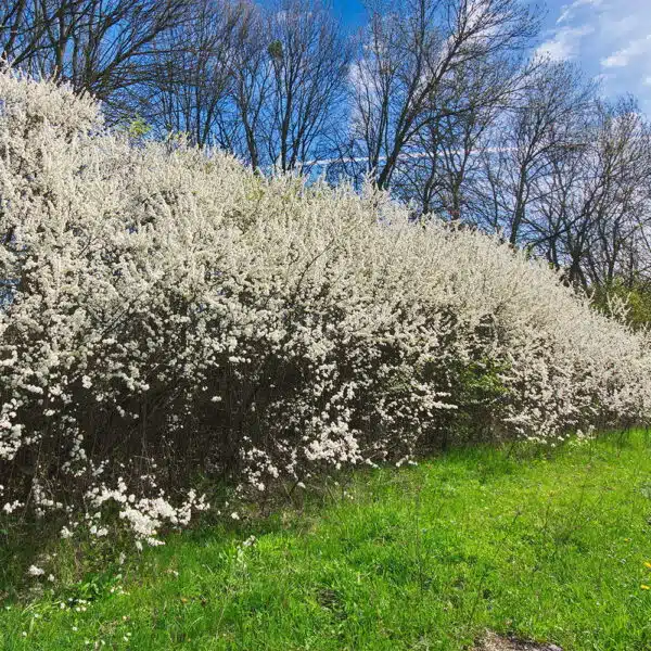 Blackthorn
