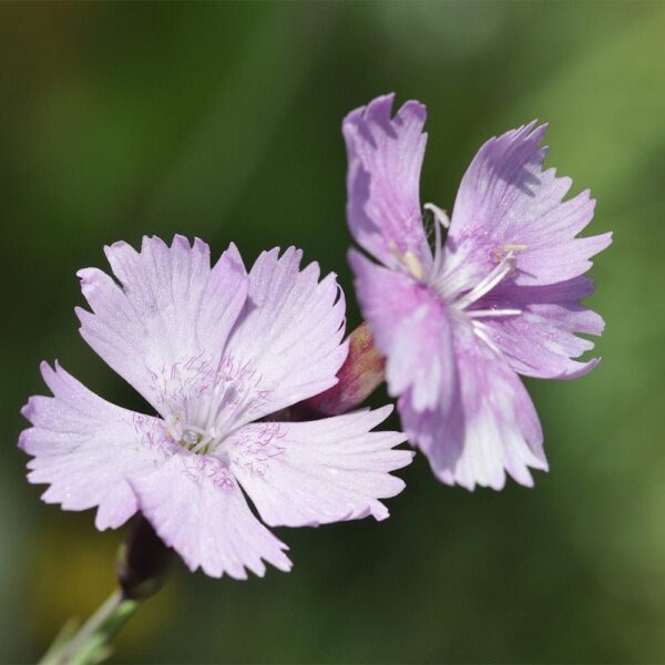 Cheddar-Pink