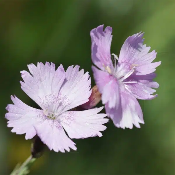 Cheddar-Pink