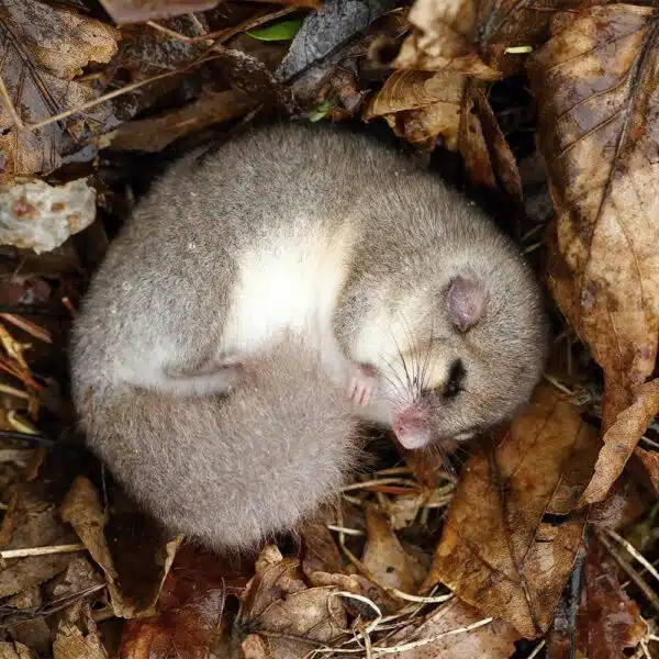 Dormouse-Grey