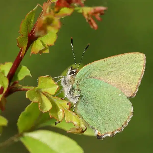 Green-Hairstreak