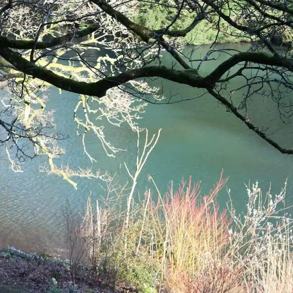 Greylake