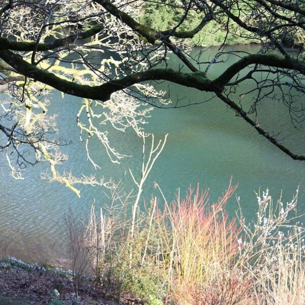 Greylake