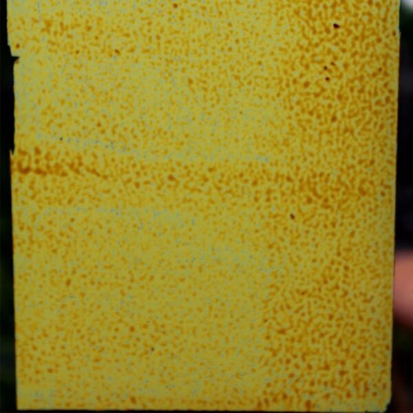 Griffin-Gold-Peelable-Glass-Paint-rollered-on