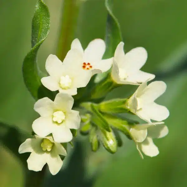 Gromwell-Green