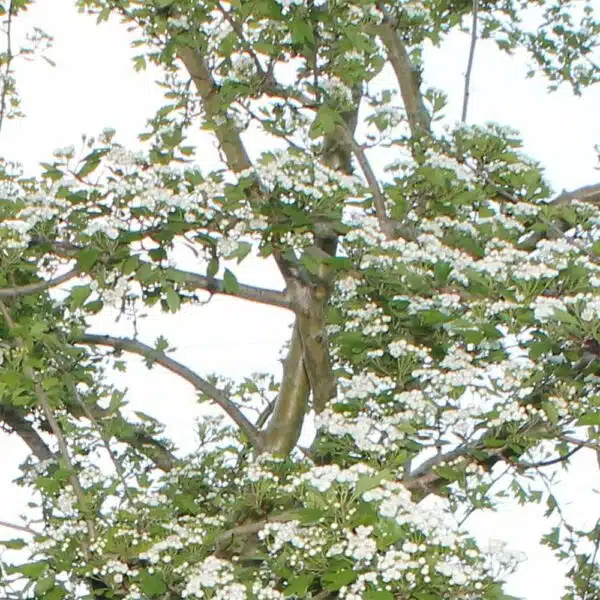 Hawthorn
