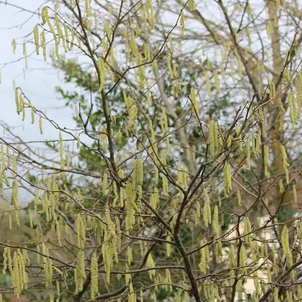 Hazel