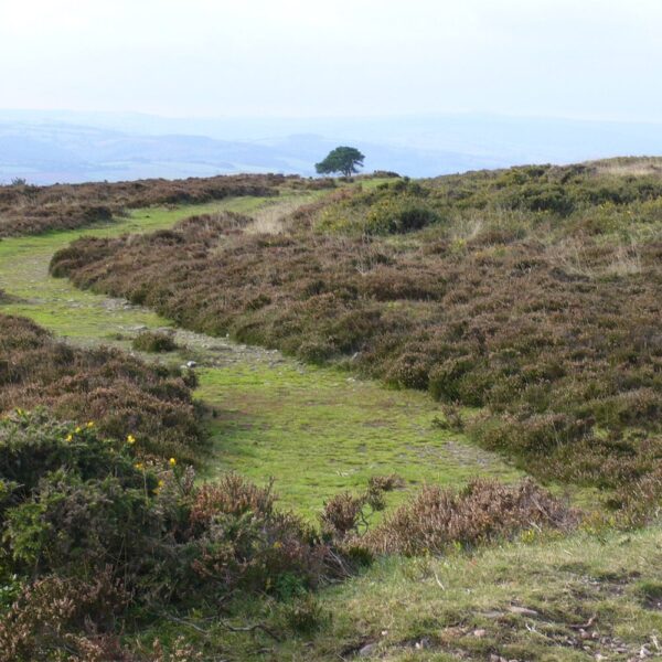 Moorland-Green
