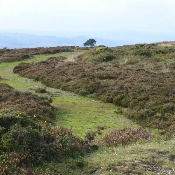 Moorland-Green