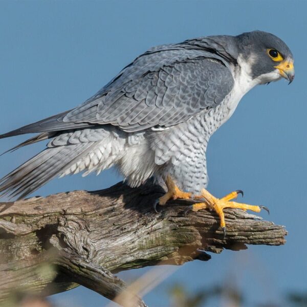 Peregrine-Blue