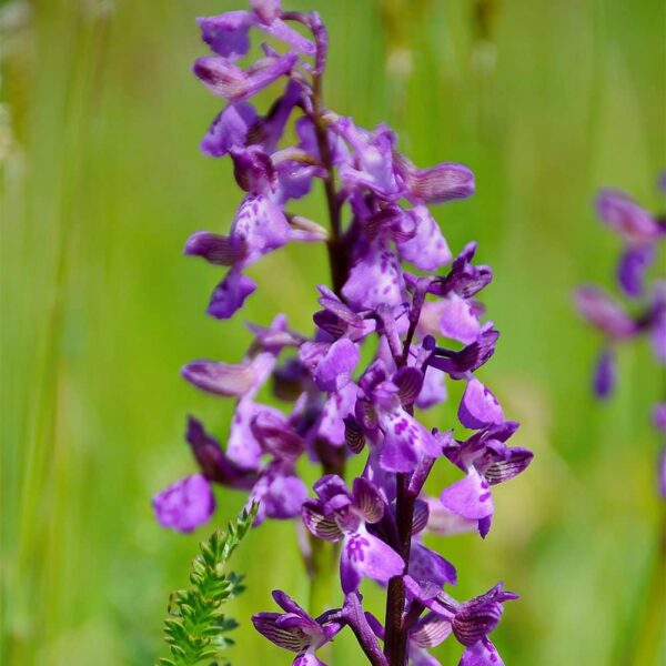 Purple-Orchid