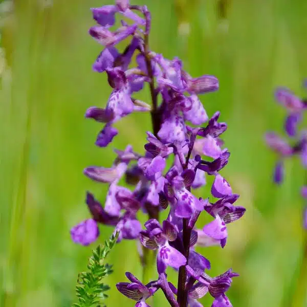 Purple-Orchid
