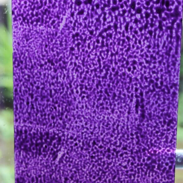 Purple-Phoenix-Peelable-Glass-Paint-rollered-on