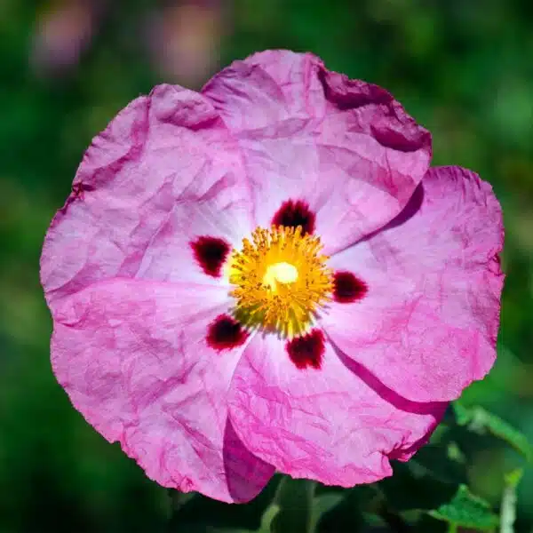 Rock-Rose