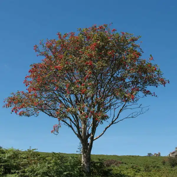 Rowan-Berry-Red