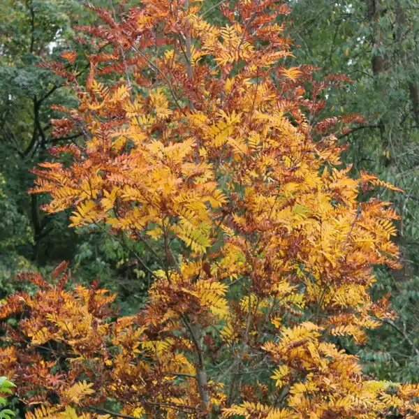 Rowan-Tree