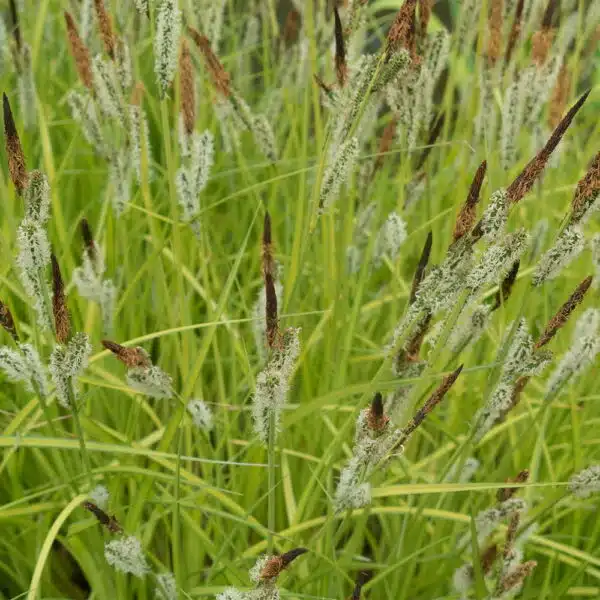 Sedge-Green
