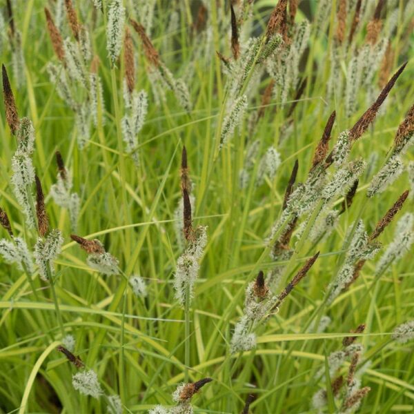 Sedge-Green