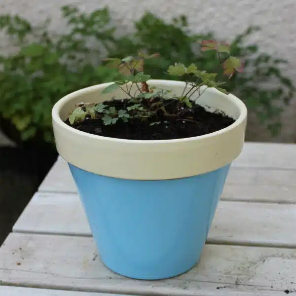 Thorndown-Adonis-Blue-and-Bath-Cream-Wood-Paint-on-terracotta-pot