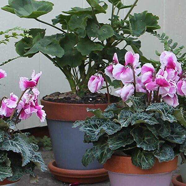 Thorndown-Lead-Grey-terracotta-pot
