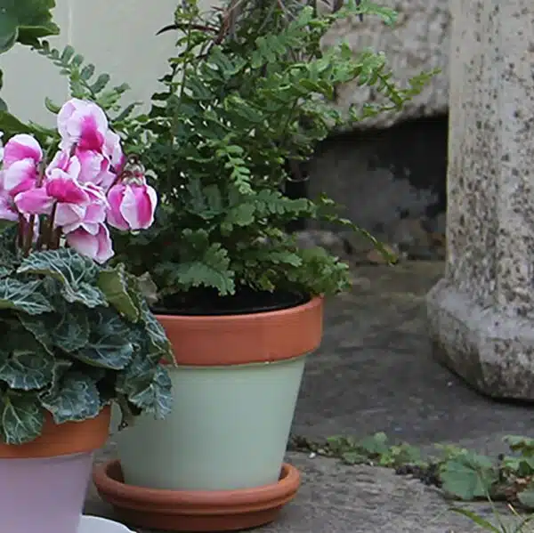 Thorndown-Parlyte-Green-terracotta-pot