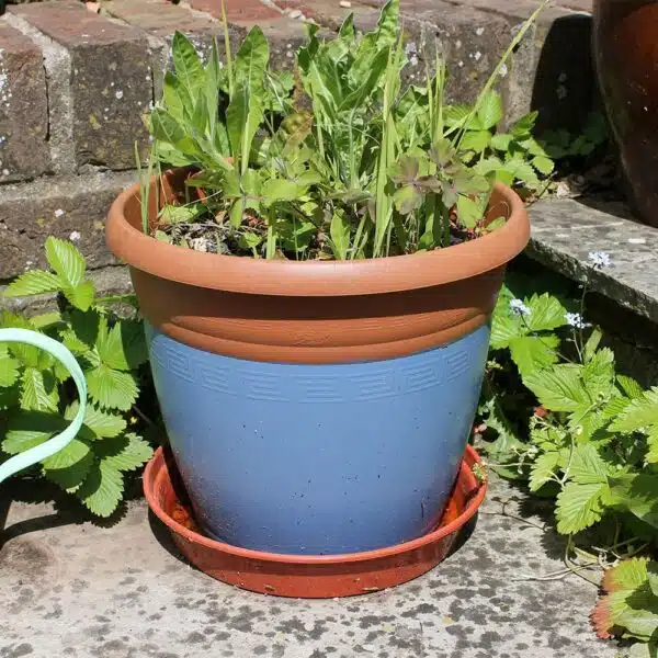 Thorndown-Peregrine-Blue-Wood-Paint-plastic-pot