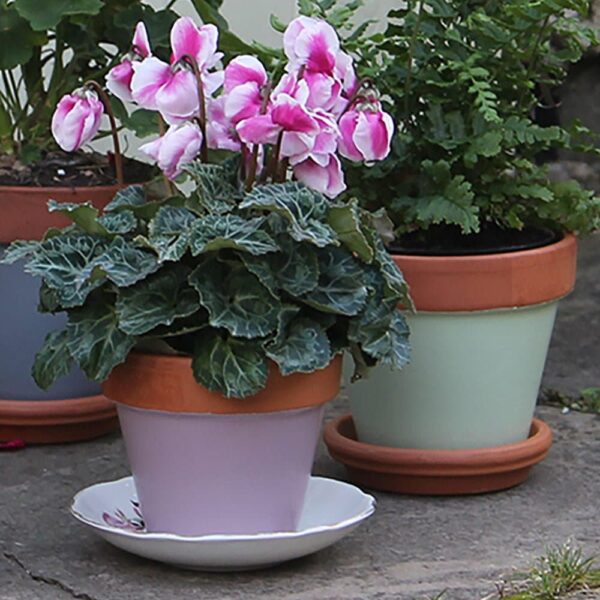 Thorndown-Rock-Rose-terracotta-pot
