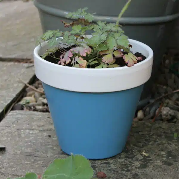 Thorndown-Squirrel-Blue-and-Limestone-Wood-Paint-on-terracotta-pot-2-coats