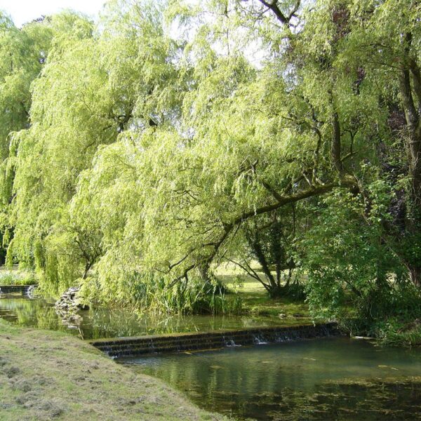 Wispy-Willow