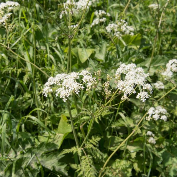 Thorndown-Cow-Parsley-White-pic