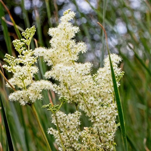 Thorndown-Meadowsweet-Cream-pic