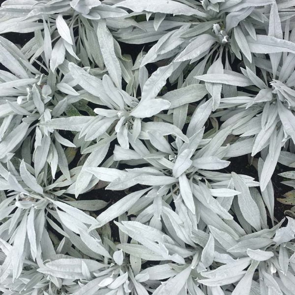 Thorndown-Old-Sage-Green-pic