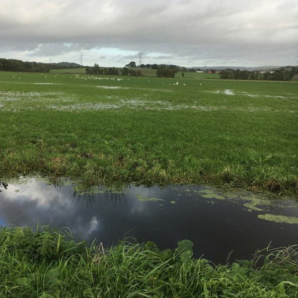 Thorndown-Wetlands-Green-pic