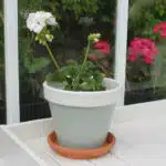 Thorndown-Tree-Lichen-and-Whey-White-Wood-Paint-on-terracotta-pot