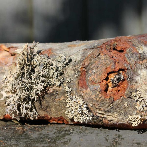 Tree Lichen Wood Paint - Image 4