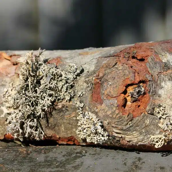 Tree Lichen Wood Paint - Image 4