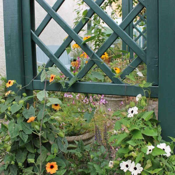 Thorndown-Field-Green-Wood-Paint-on-Forest-Large-Ultima-Pergola_4