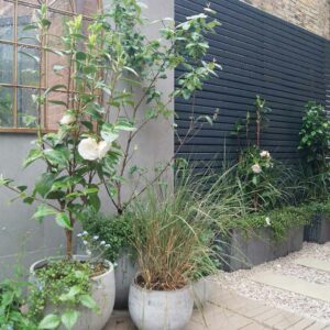 ameliabouquetgardendesign-Fence-in-Thorndown-RAL-7016-Anthracite-Grey-Wood-Paint_7s