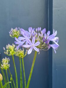 The-Flood-Resilient-Garden_Chelsea-2024_Naomi-Slade_Thorndown-Bishop-Blue-Wood-Paint_1