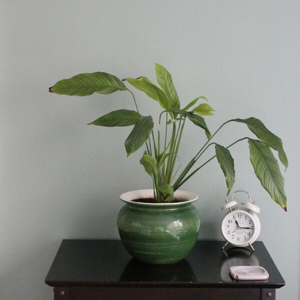 Thorndown-Goddess-Green-Wall-Paint_sq